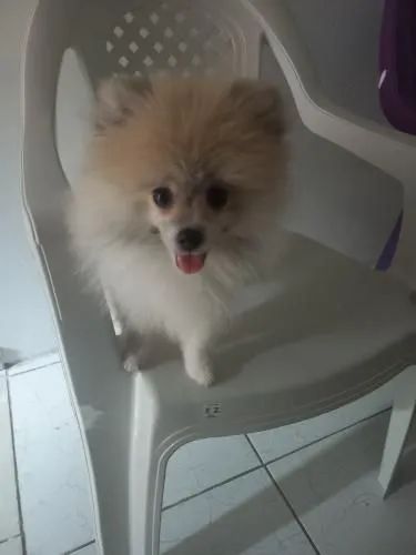 Filhote fêmea lulu da pumerânia