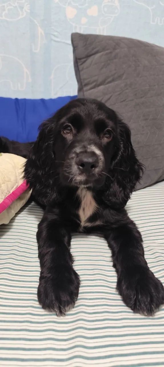 Vendo filhote de cocker spaniel