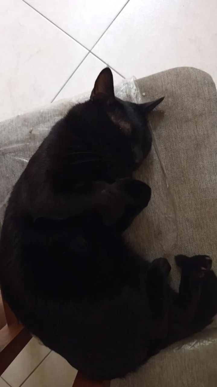 Gato preto adoção - Foto 2