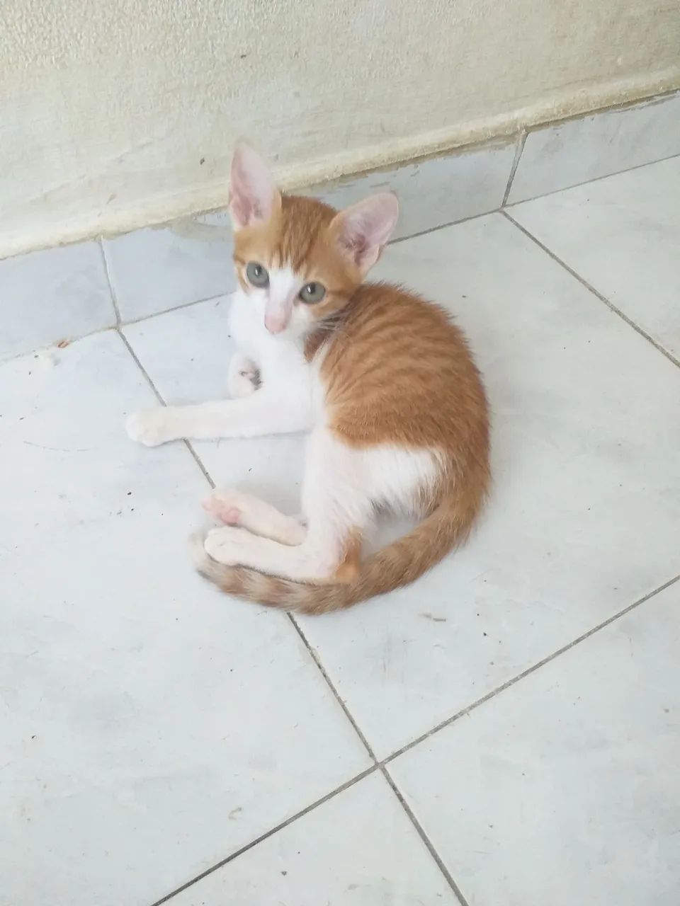 Doasse 2 Gatinhos Laranjas  - Foto 2