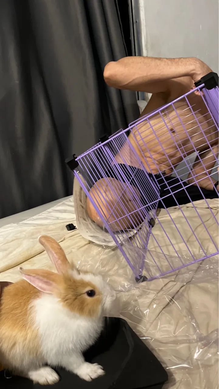 Gaiola para coelho  - Foto 3