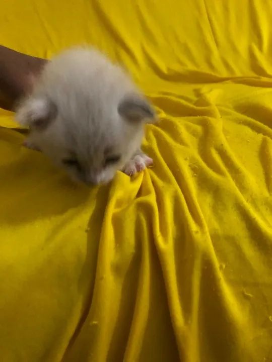 gato recém nascido  - Foto 4