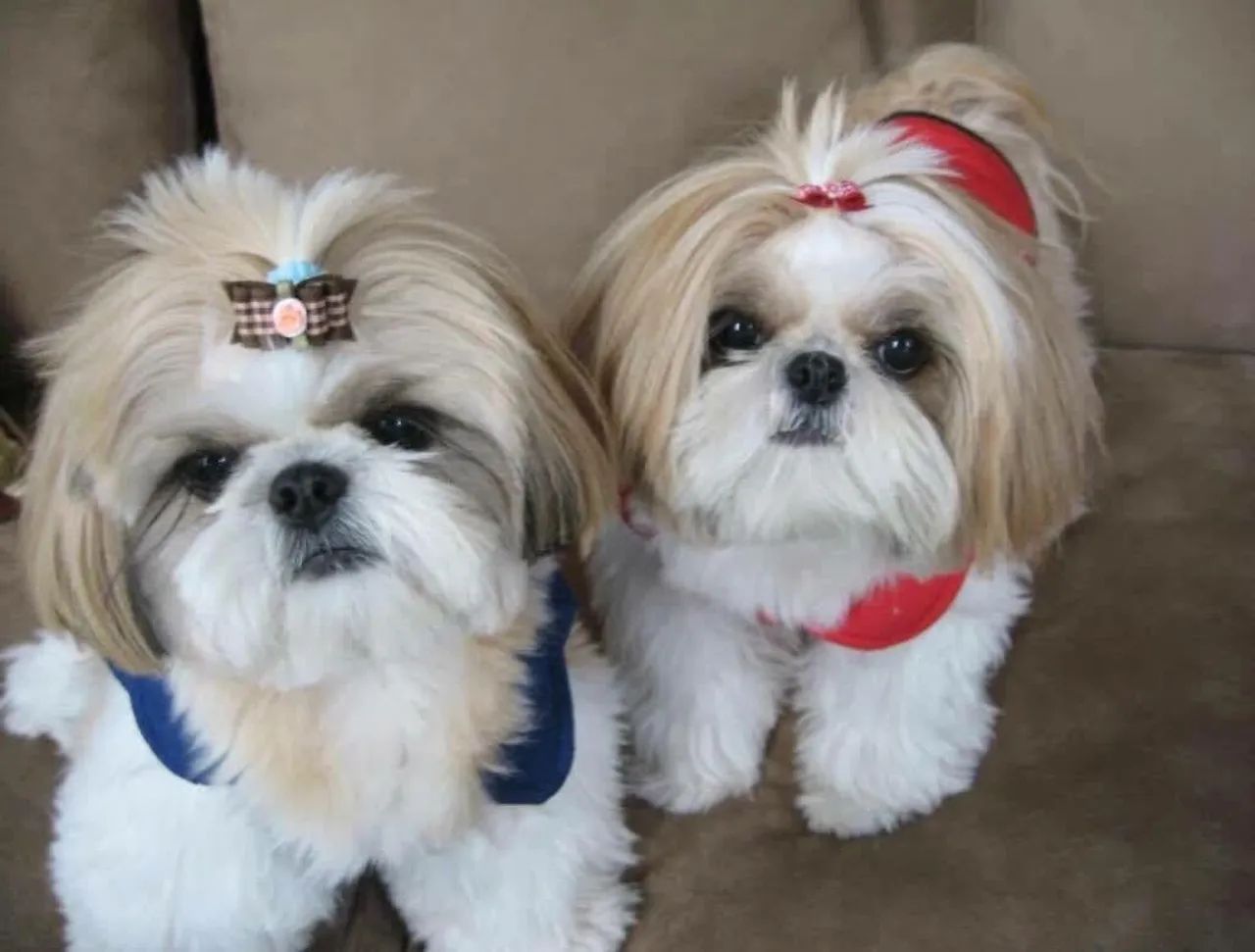 Shih Tzu Lindos e Charmosos pronta entrega até 12x