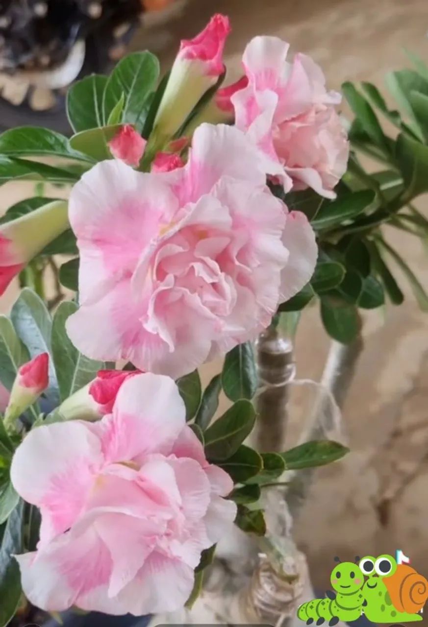 Rosa do deserto  - Foto 2