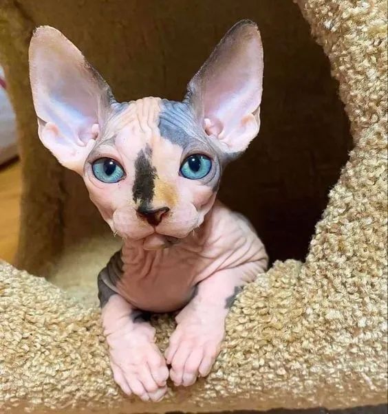 A Elegância do Sphynx  