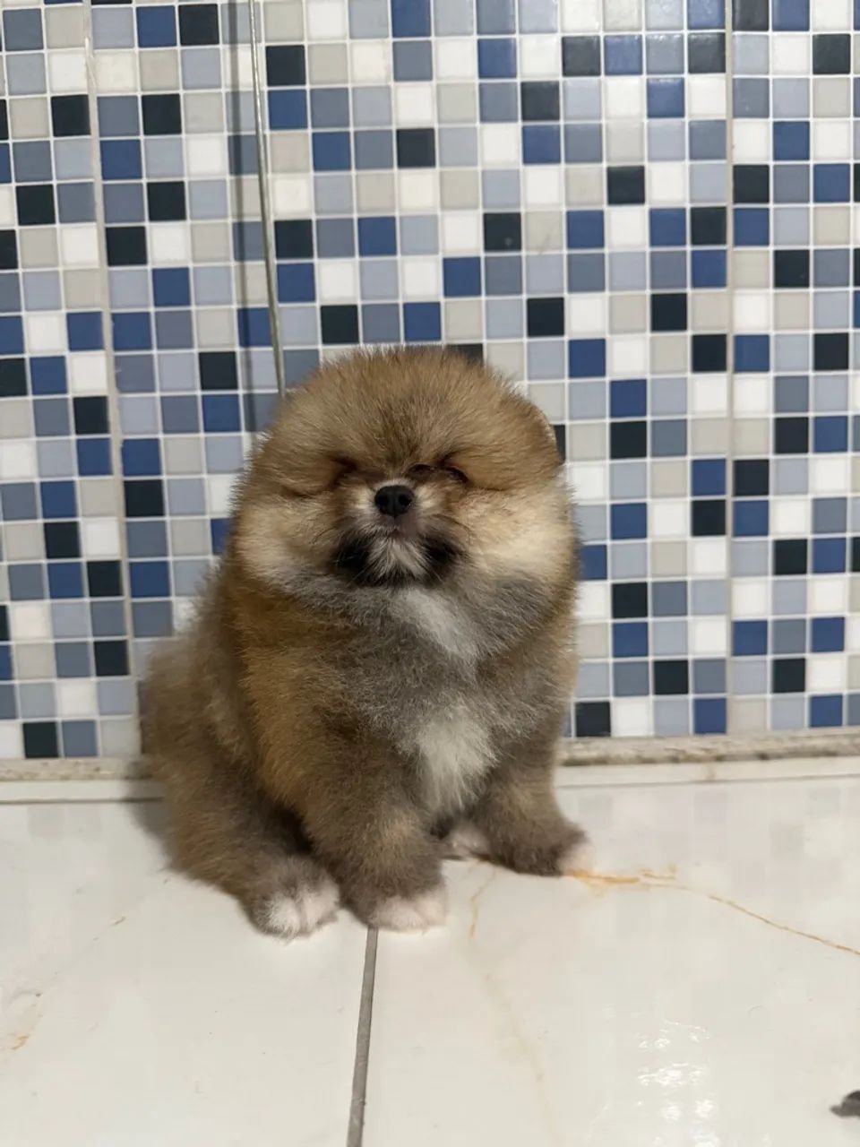 Lulu-anão  - Foto 3