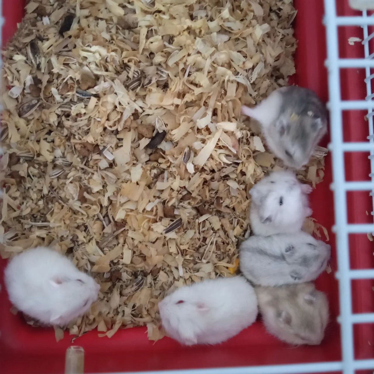 Bebês hamsters fofinhos - Foto 2