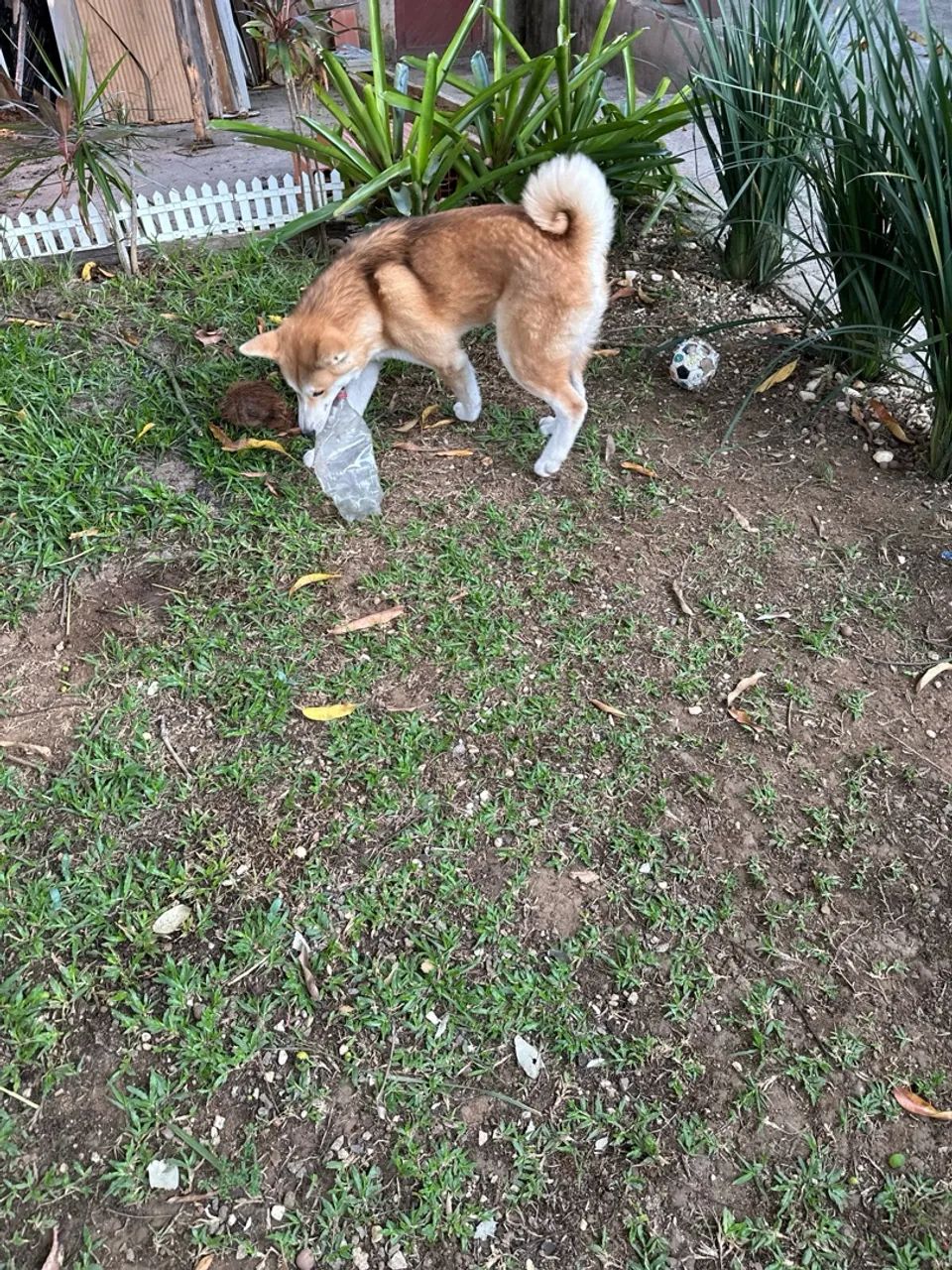 Akita Inu lindo procurando fêmea para cruzar 