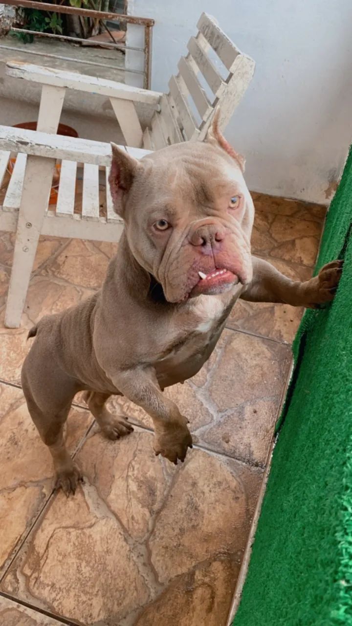 ExoticBully Fêmea64309621300098124
