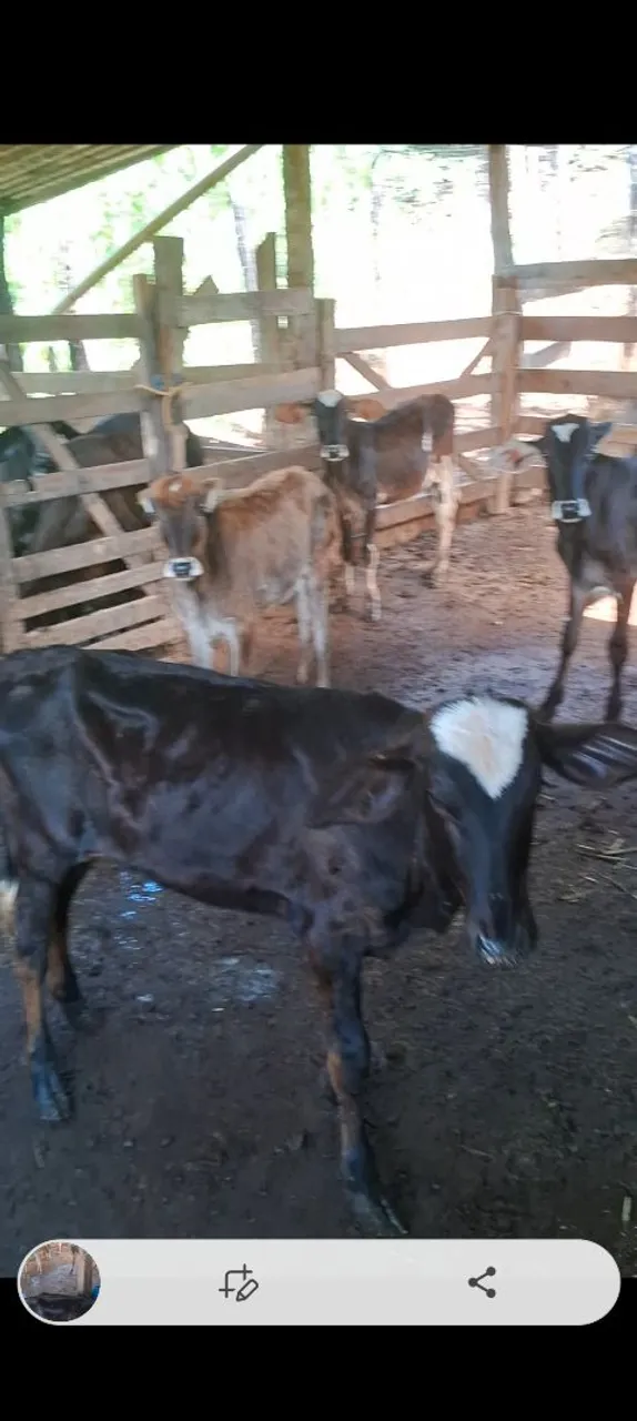 Vendo bezerros e vacas 