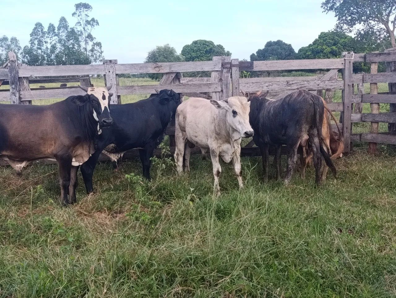 Garrote 22 meses  - Foto 5