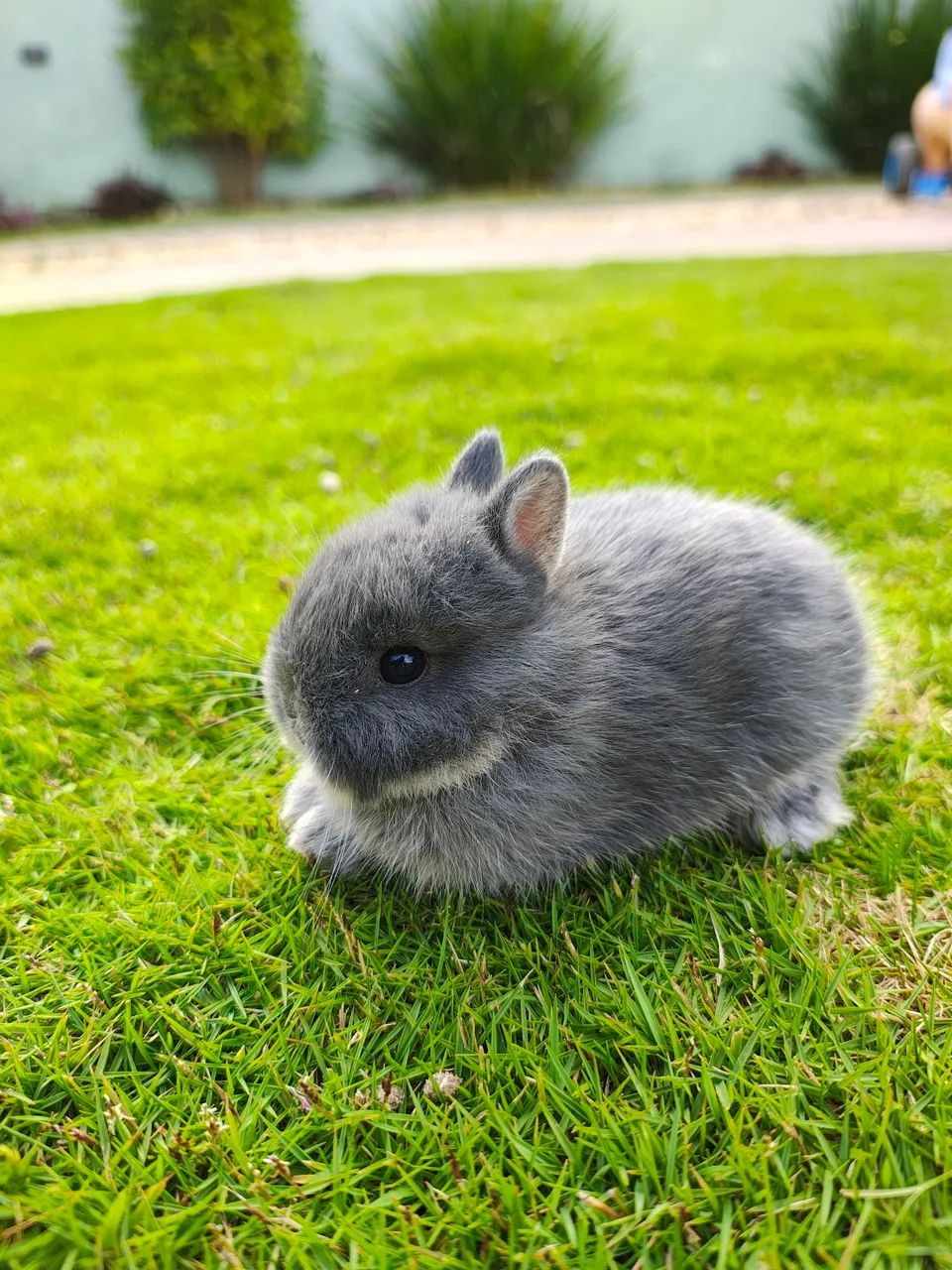 Coelho anão de Netherland  - Foto 4