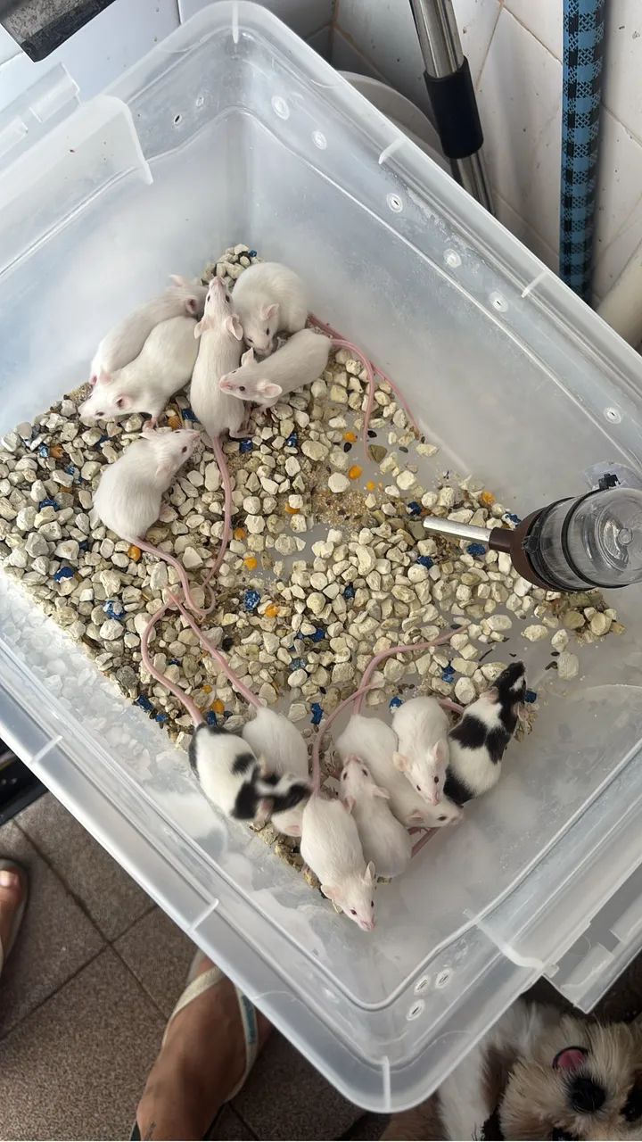 Camundongos 64319183119875123