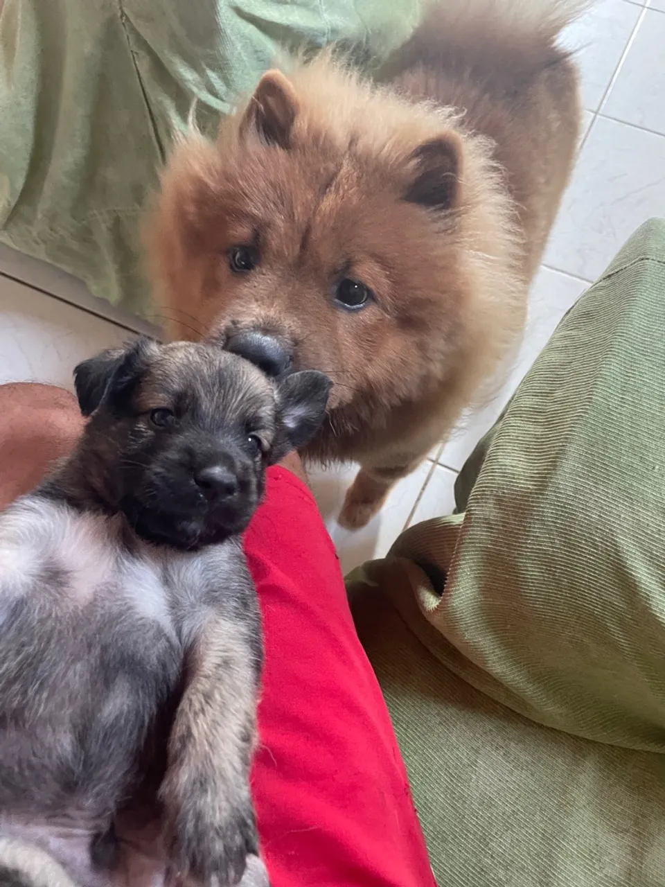 Filhote chow chow + pastor alemão 