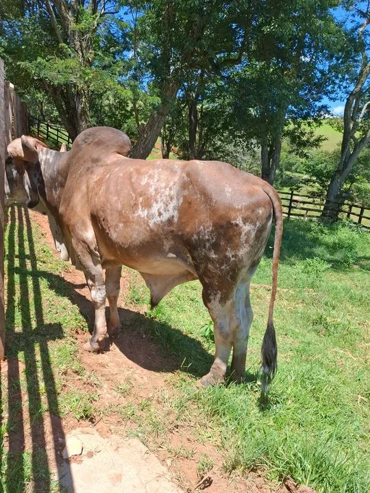 Boi Gir P.O  - Foto 5