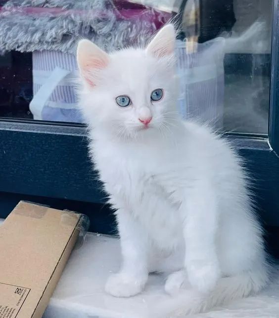 A Suavidade do Gato Angorá 