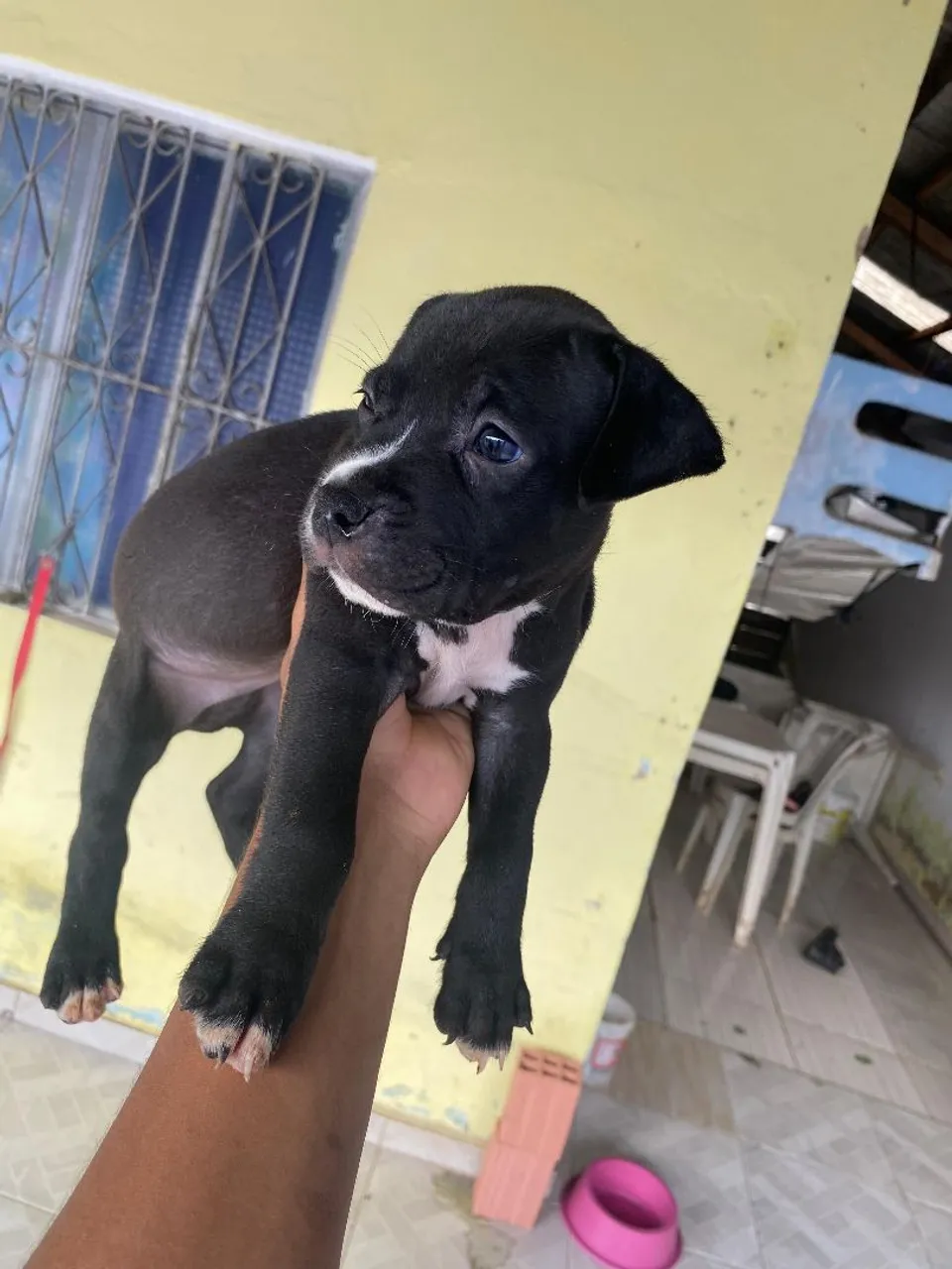 Filhote de Pitbull