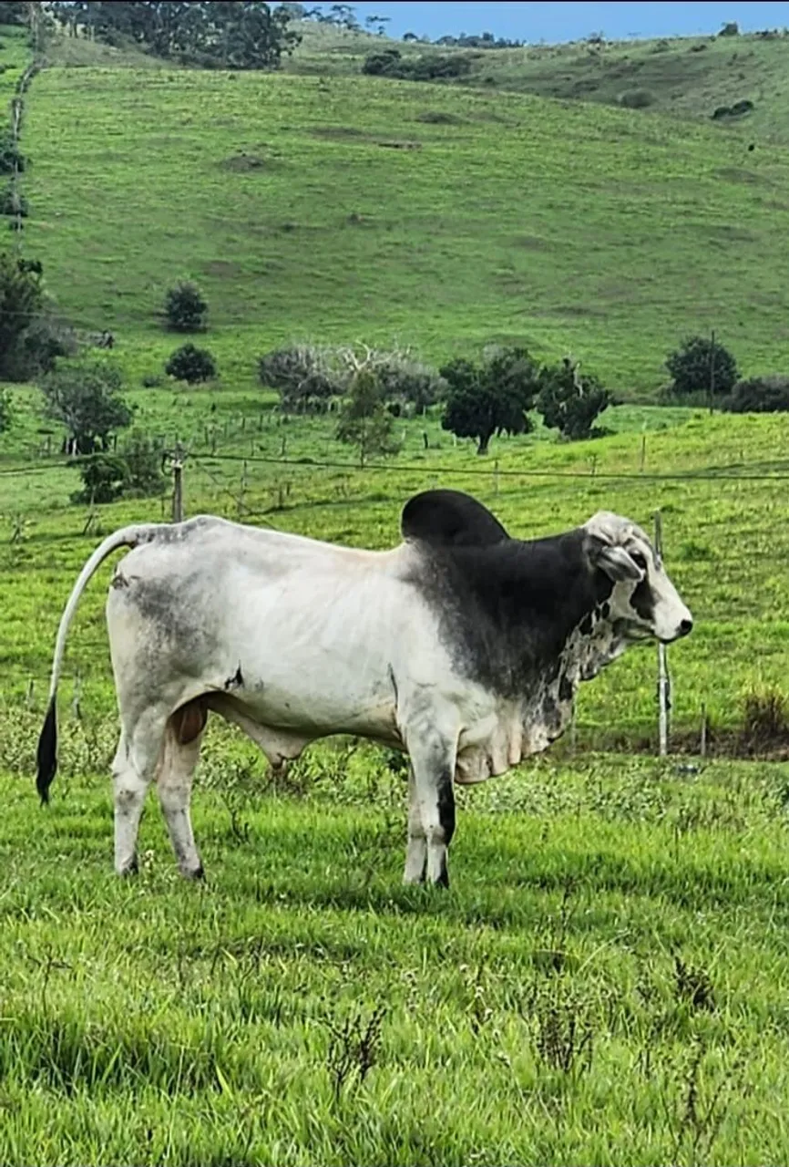 Touro Nelore de alta genética