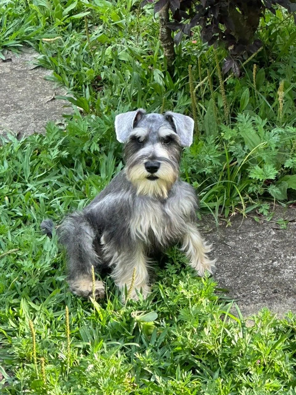 Schnauzer Miniatura 