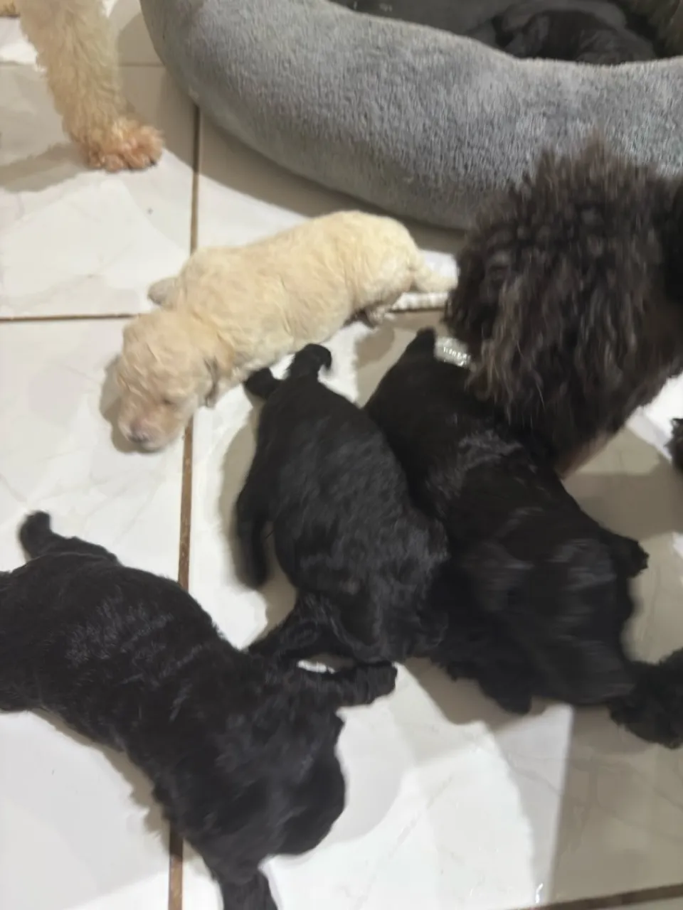 Filhotes de poodle 