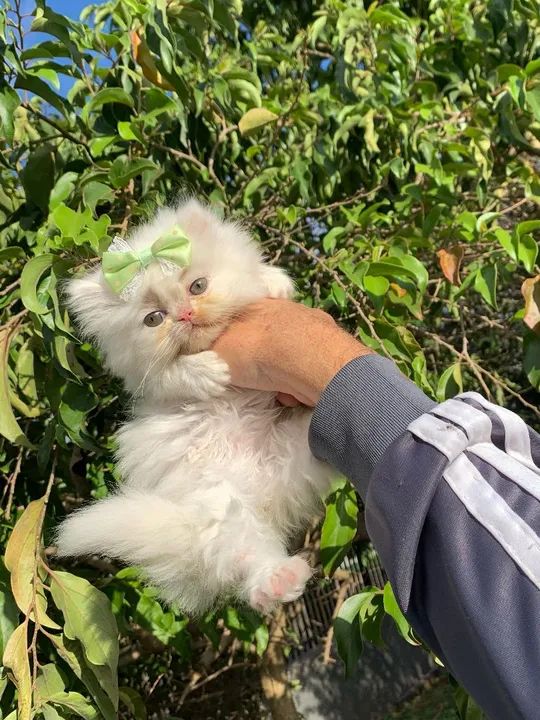 Gatinha Persa Branco  - Foto 2