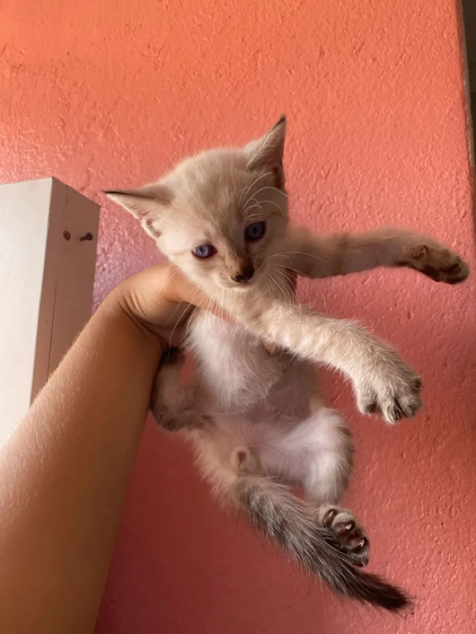 Gatinho filhote para adoção - Foto 4