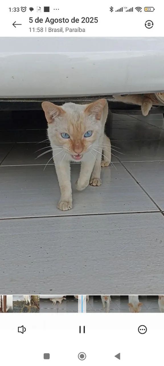 Lindo gatinho de Olhos Azuis - Foto 2
