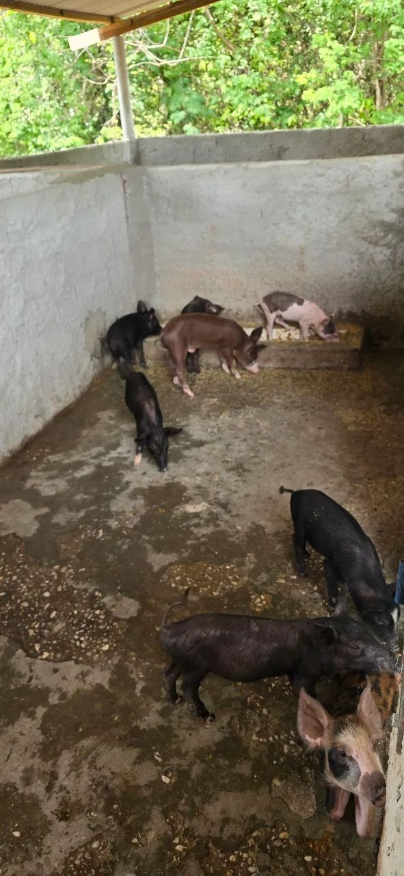 Vende-se Leitao  - Foto 2