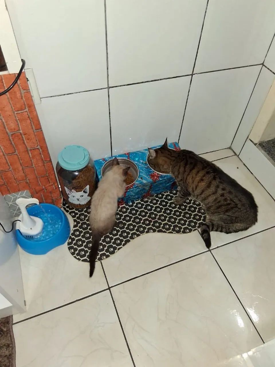 Filhote macho 3 meses - Foto 4