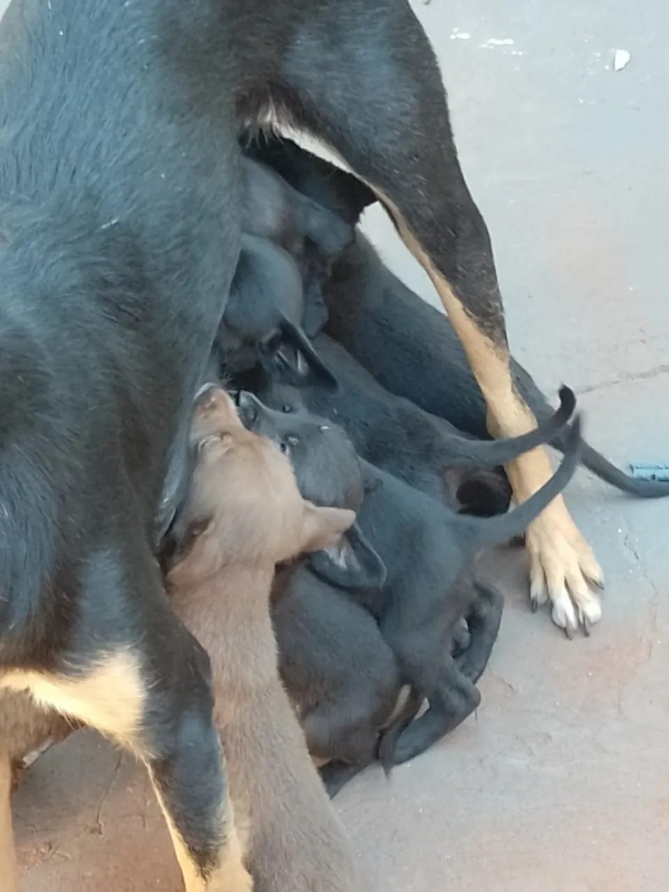 Doação de filhotes de cachorro de raça indefinida