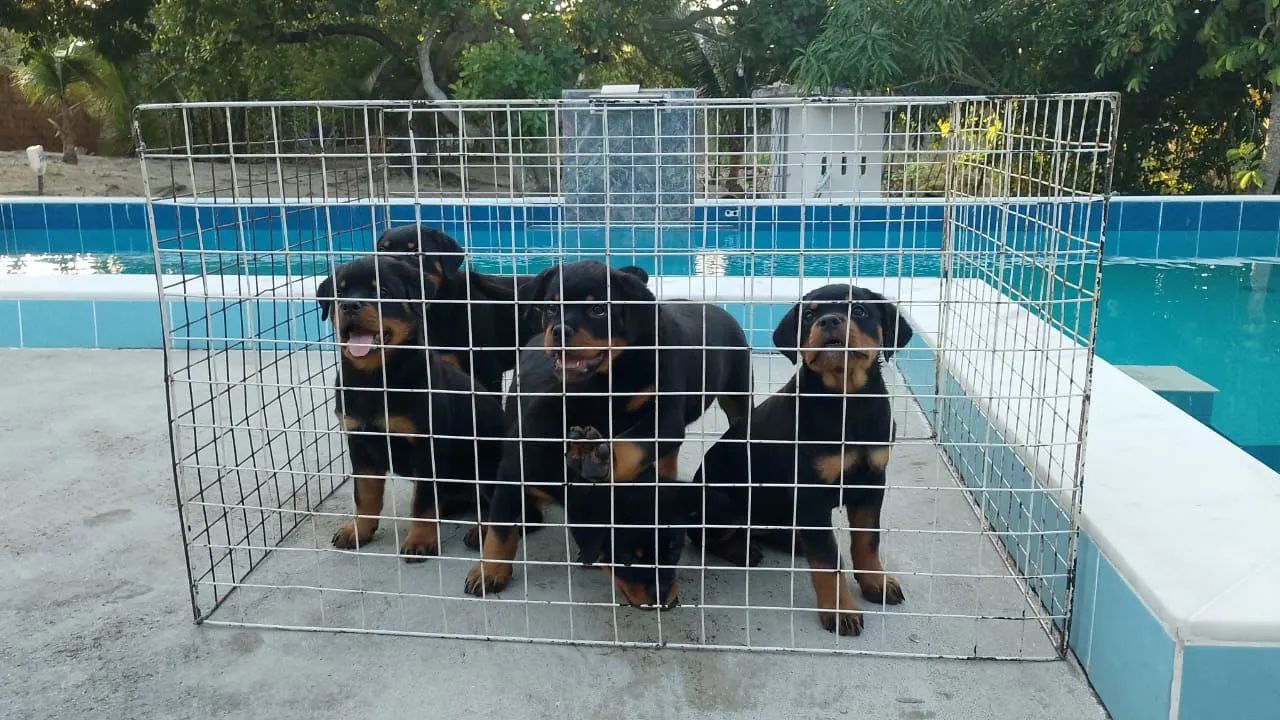 Filhotes de Rottweiler - linhagem pura! - Foto 3