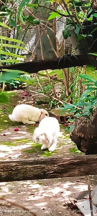 Casal de Coelhos Mini Lop