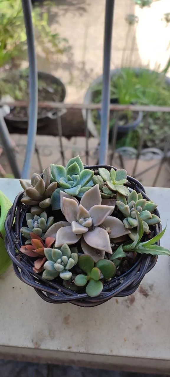 Suculentas lindas  - Foto 2