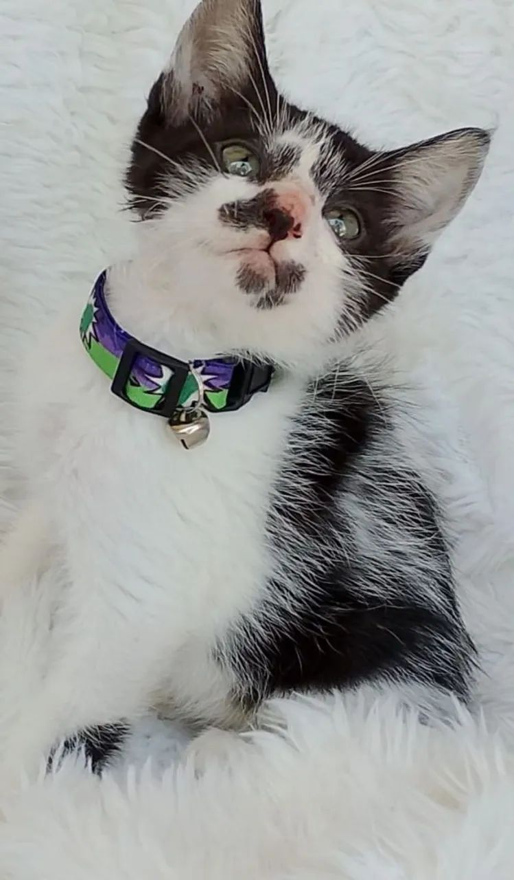 Gato pretinho com branco com 2meses  - Foto 2