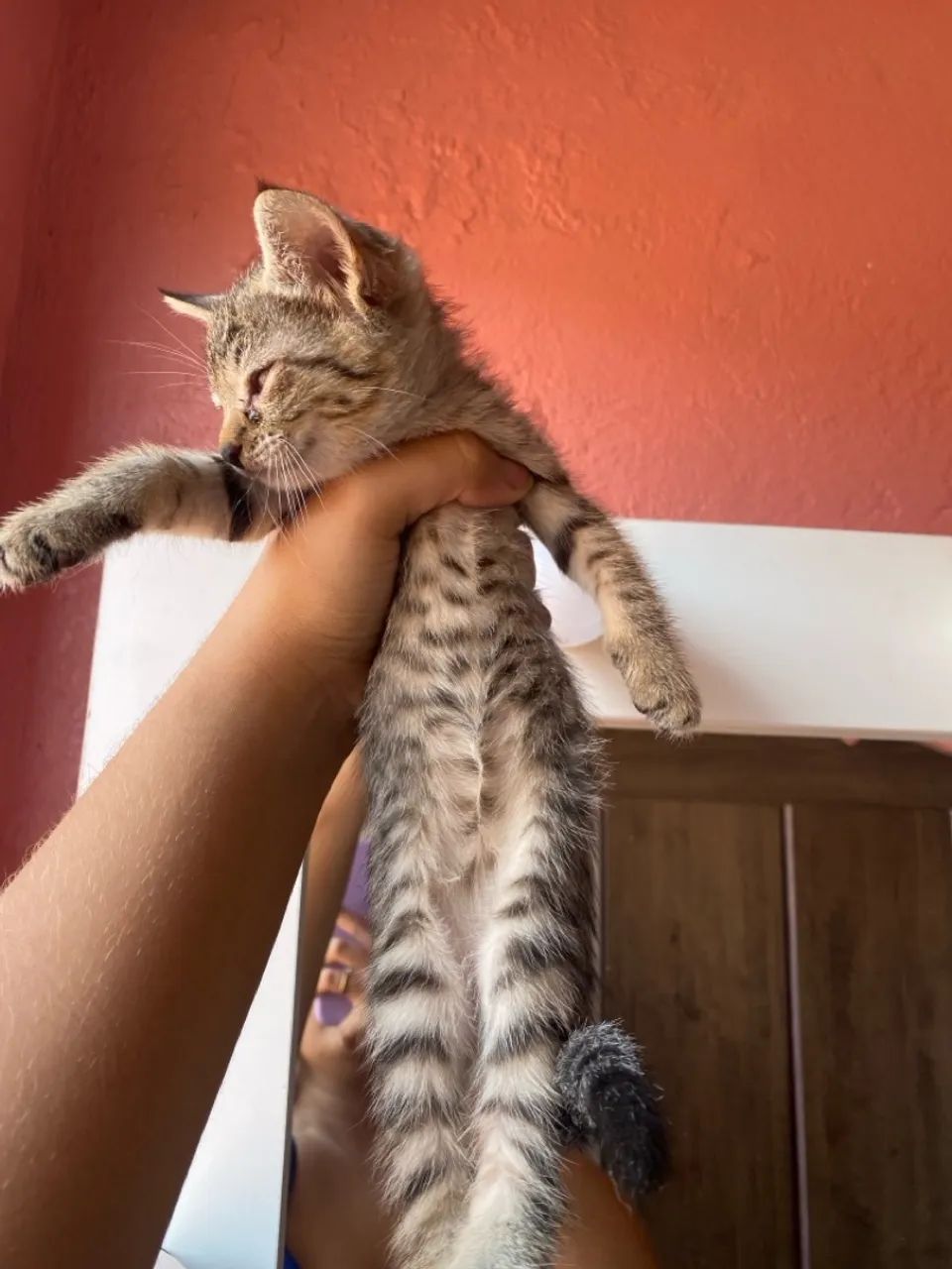 Gatinho filhote para adoção - Foto 5