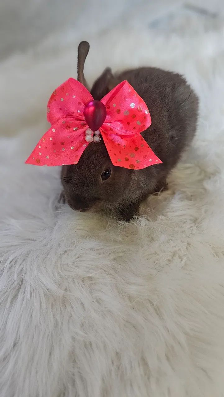 Coelhos na promoção de fim de ano  - Foto 5