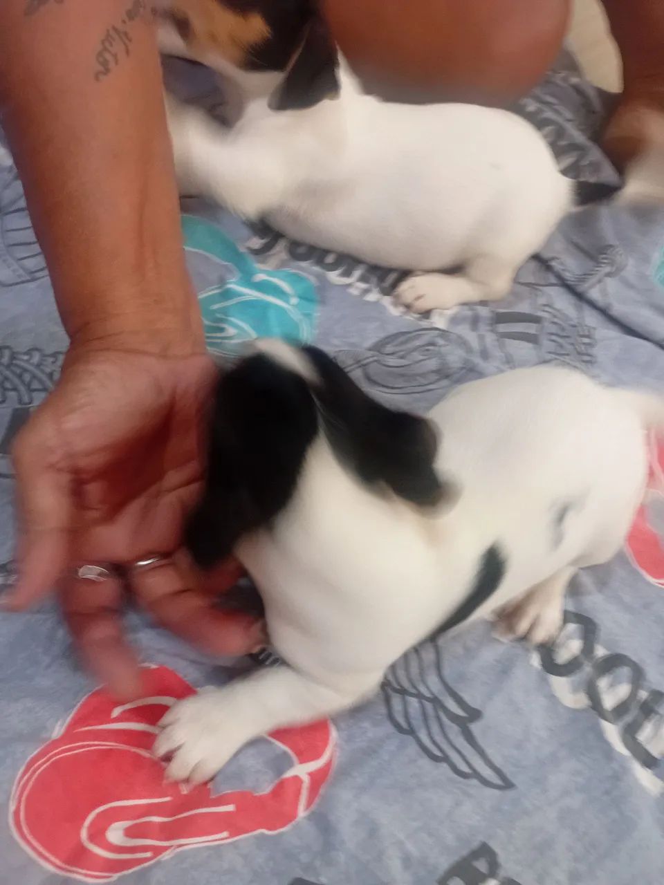 Filhote de Jack Russel *  - Foto 3