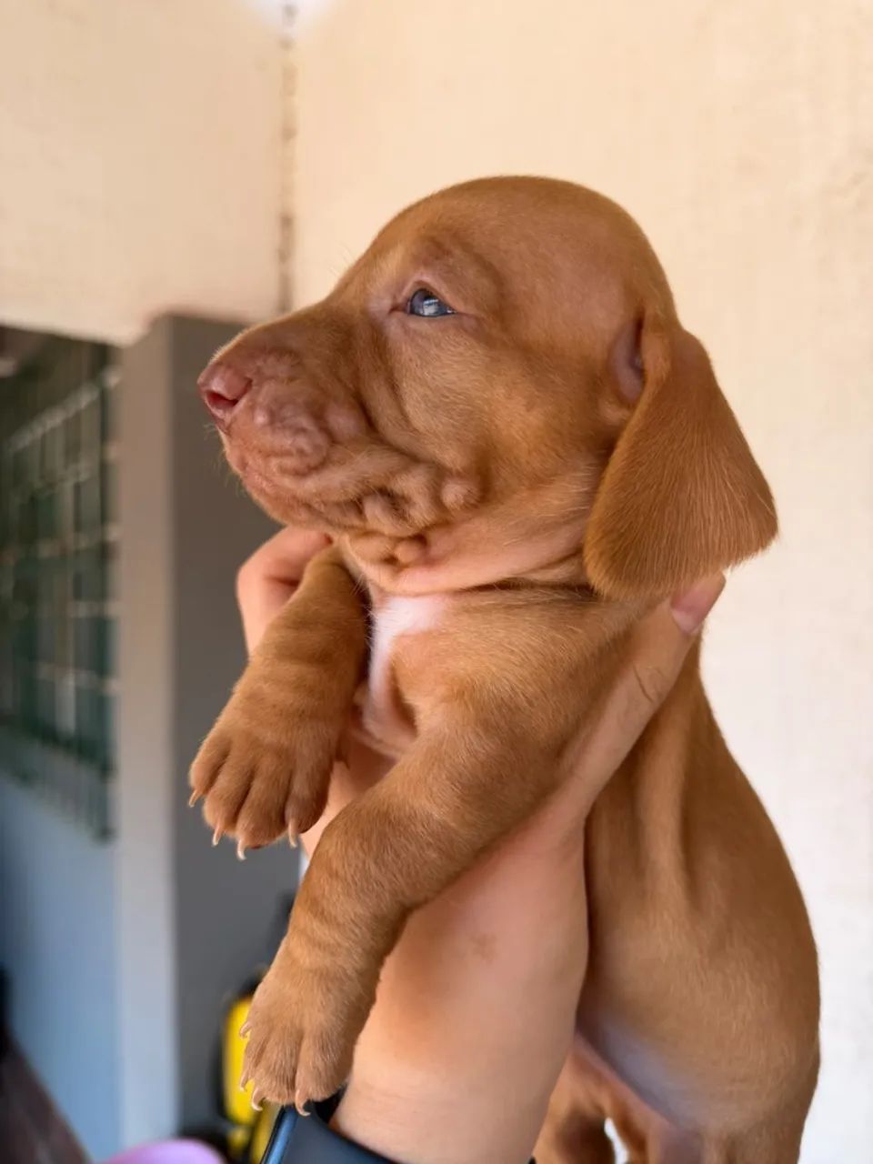Filhote de Salsicha (Dachshund) - Foto 2