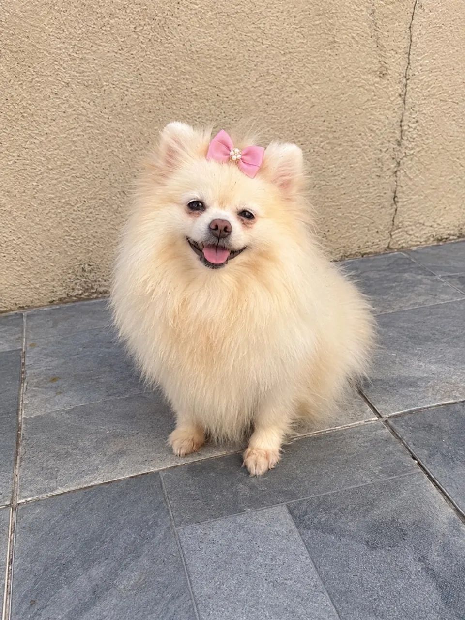 Spitz alemão 