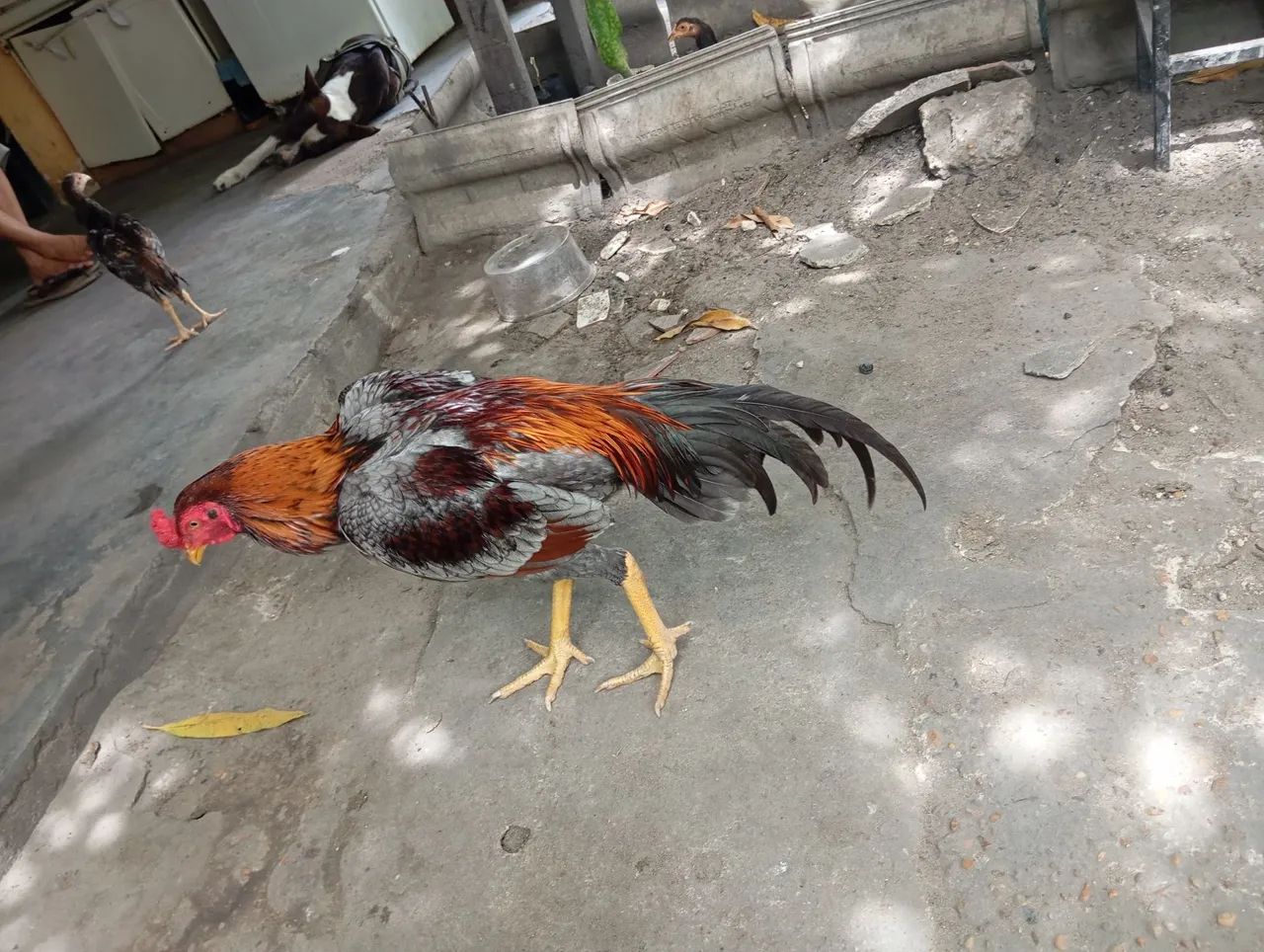 Galo carioca puro 