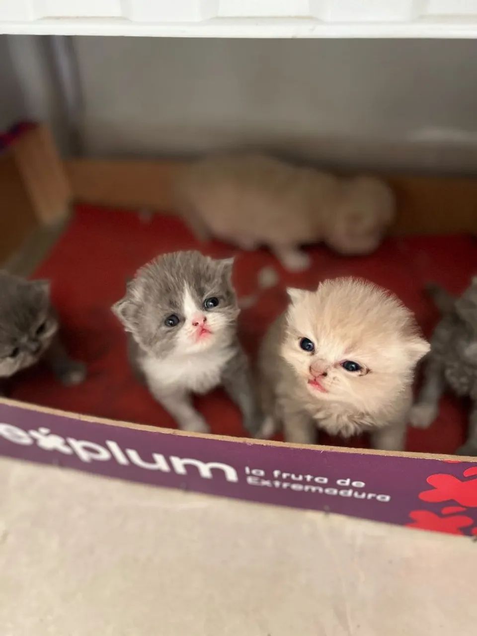 Gatos Persas