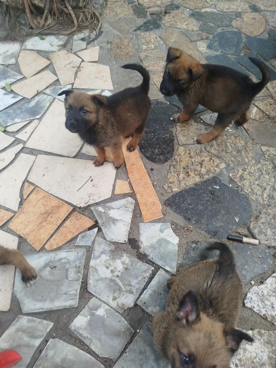 Vendo pastor belga de malinois  - Foto 5