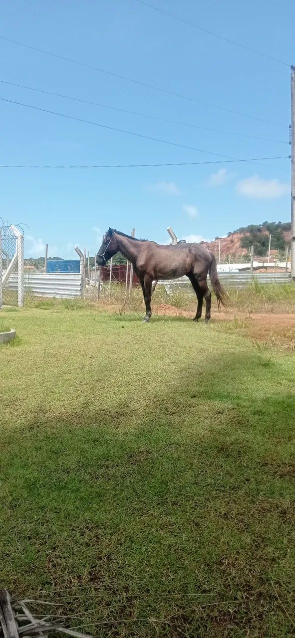 Cavalo  - Foto 4