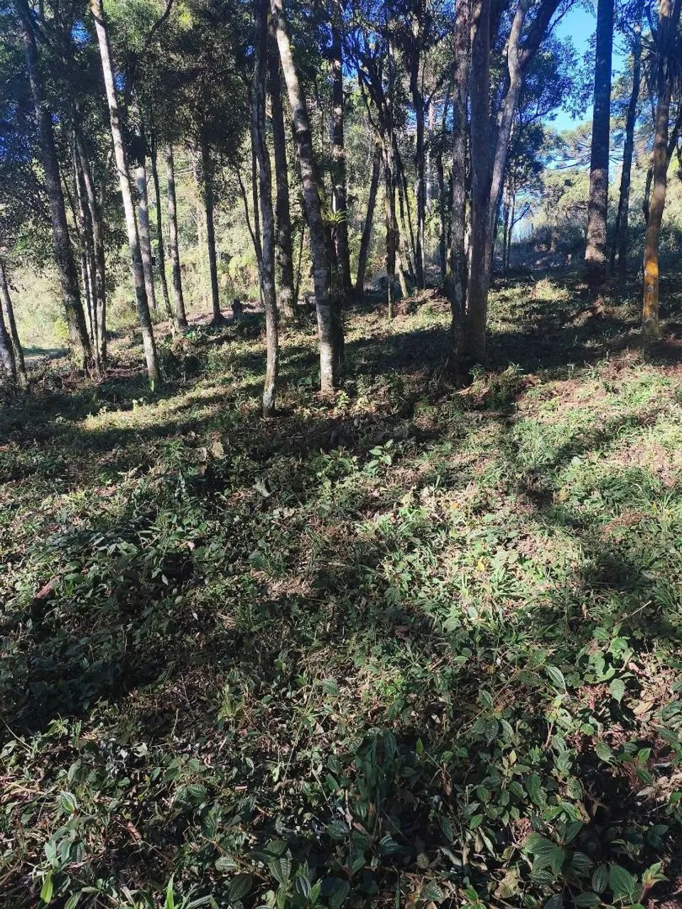 Vendo terreno para formar chácara  - Foto 5
