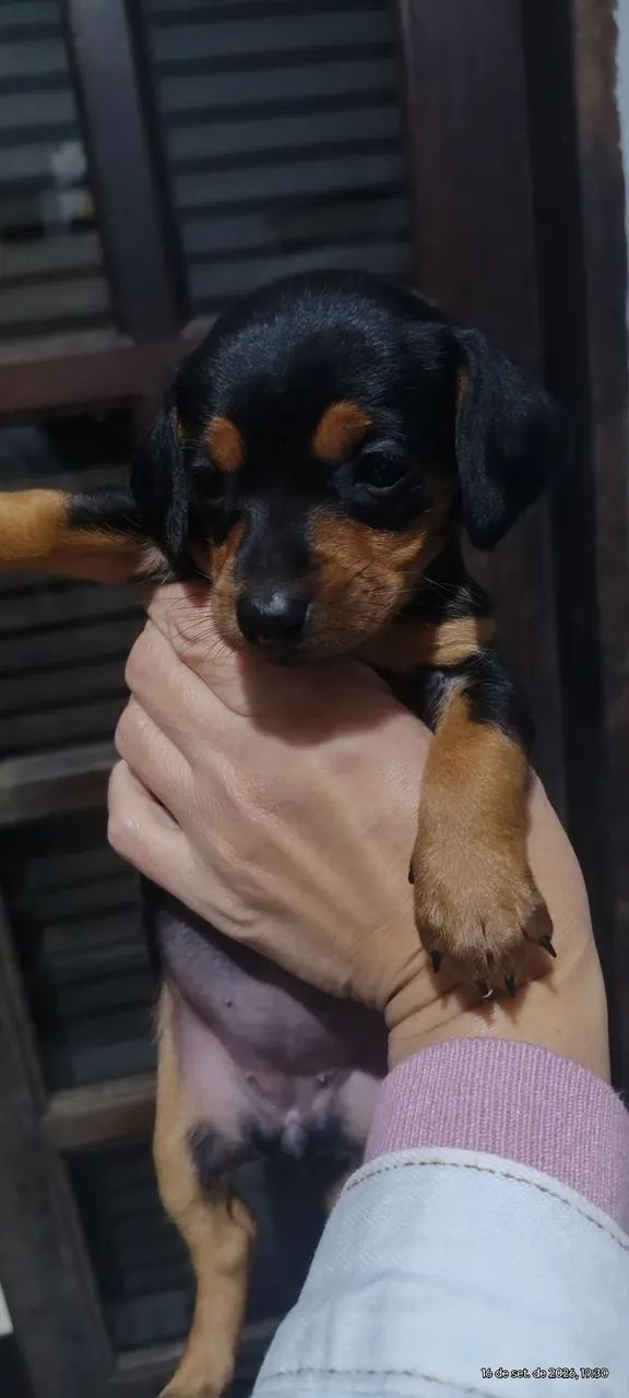 Cachorrinho - Foto 5