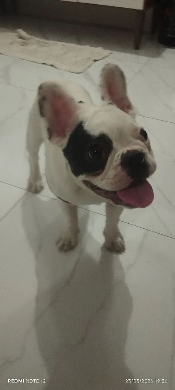 Buldog francês  - Foto 2