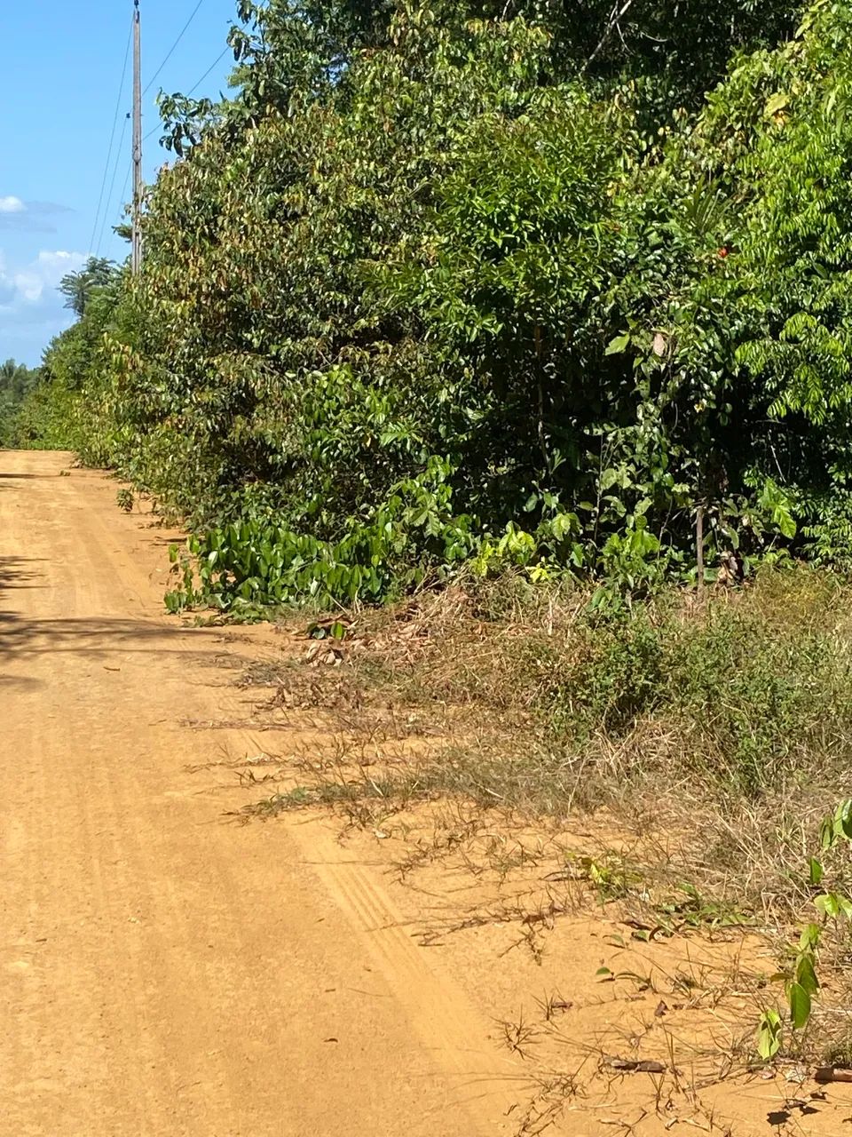 Foto - Manaus - Alvorada