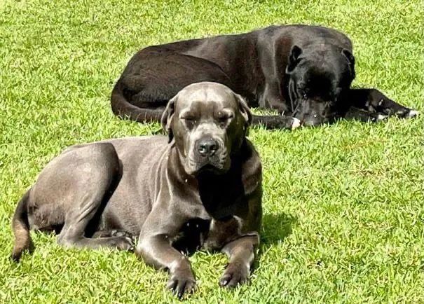 Cane Corso  - Foto 5
