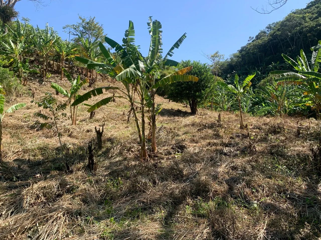 Terreno/Lote em Serra de Pacoti - Foto 2
