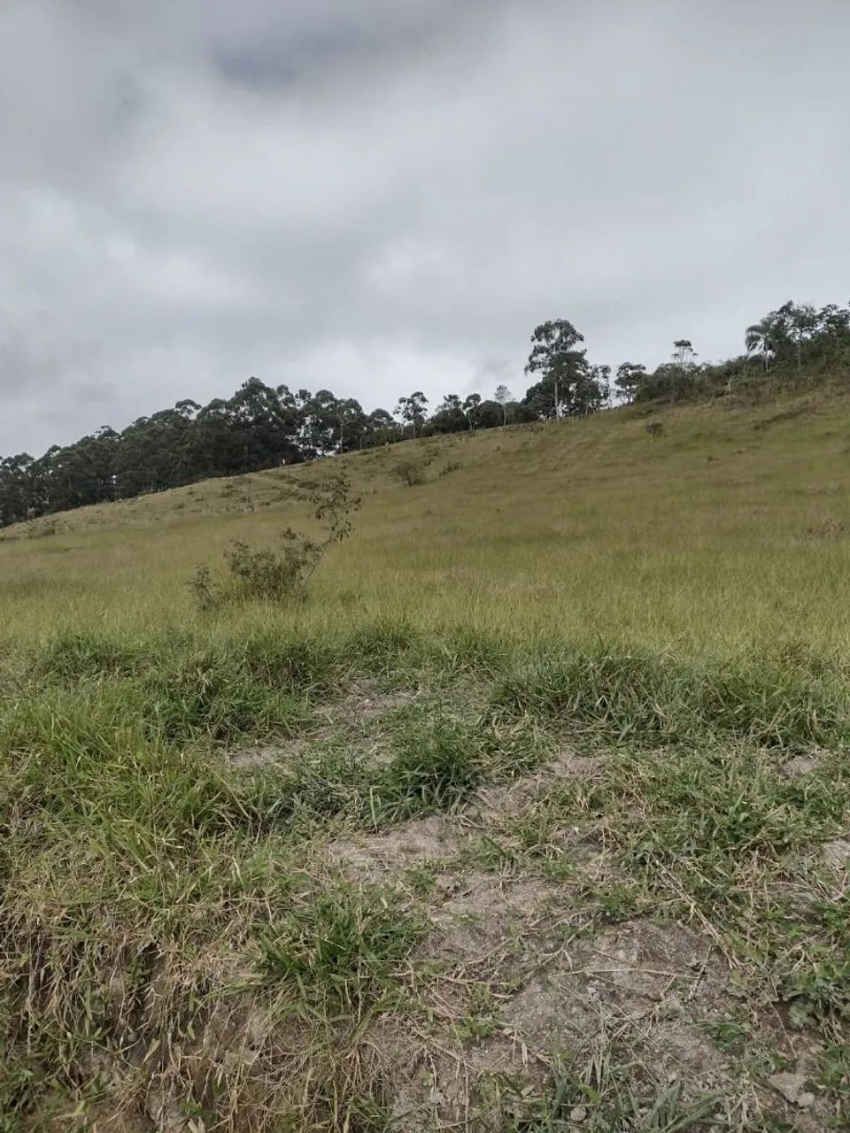 Sítio 118.500m² Chácara - MG - Foto 3